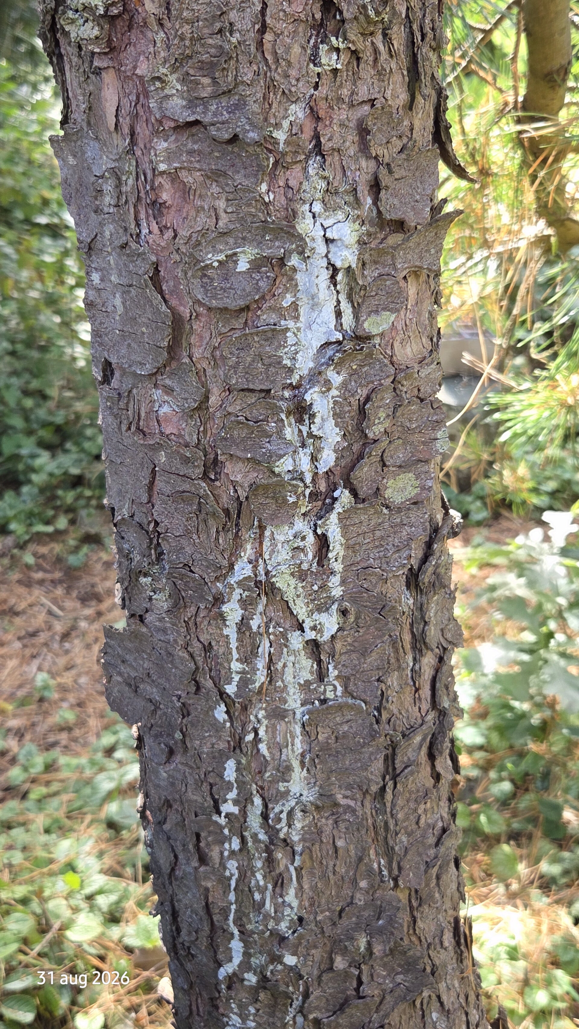 Pinus cembra – alpenden