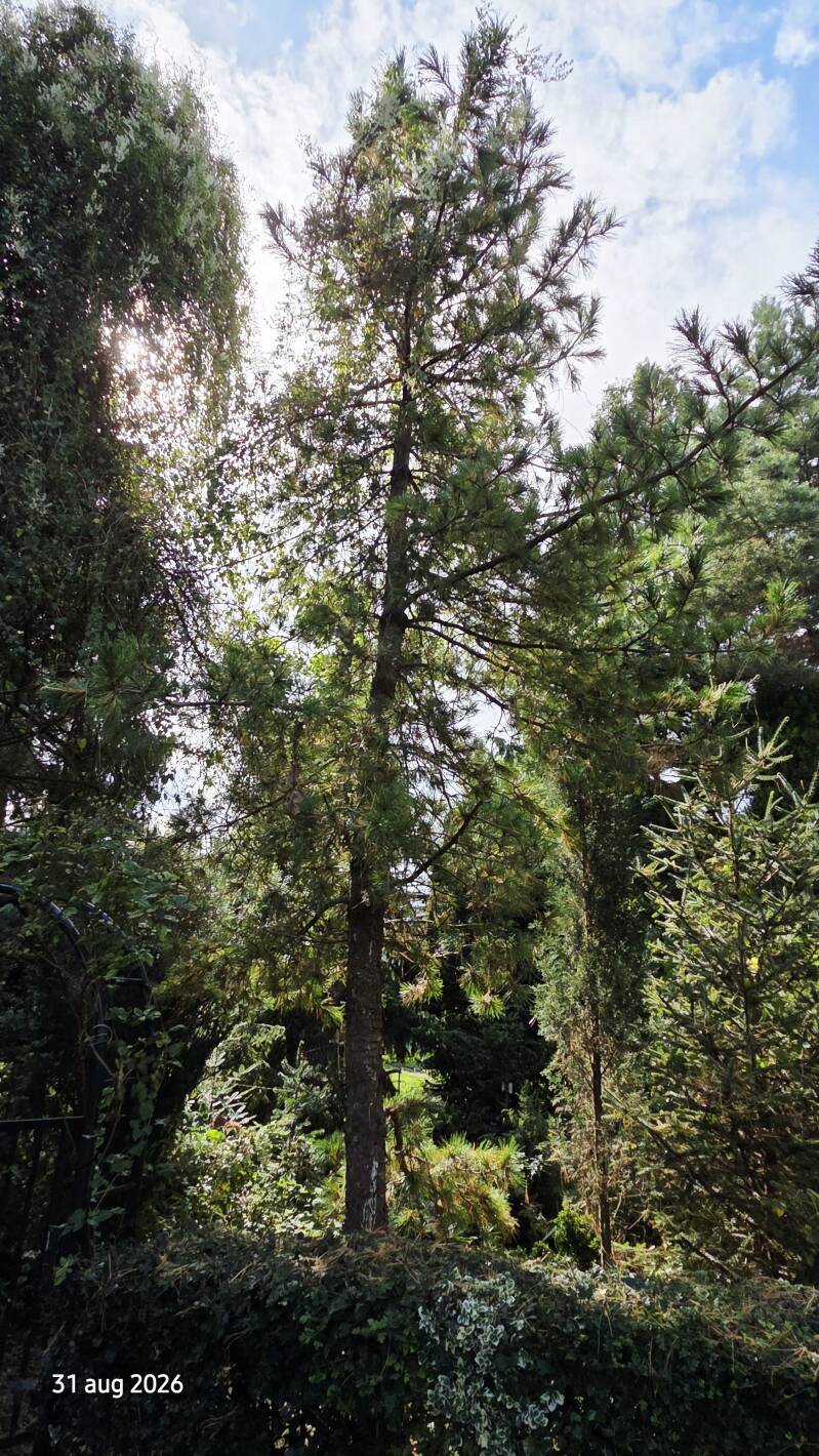 Pinus cembra – alpenden