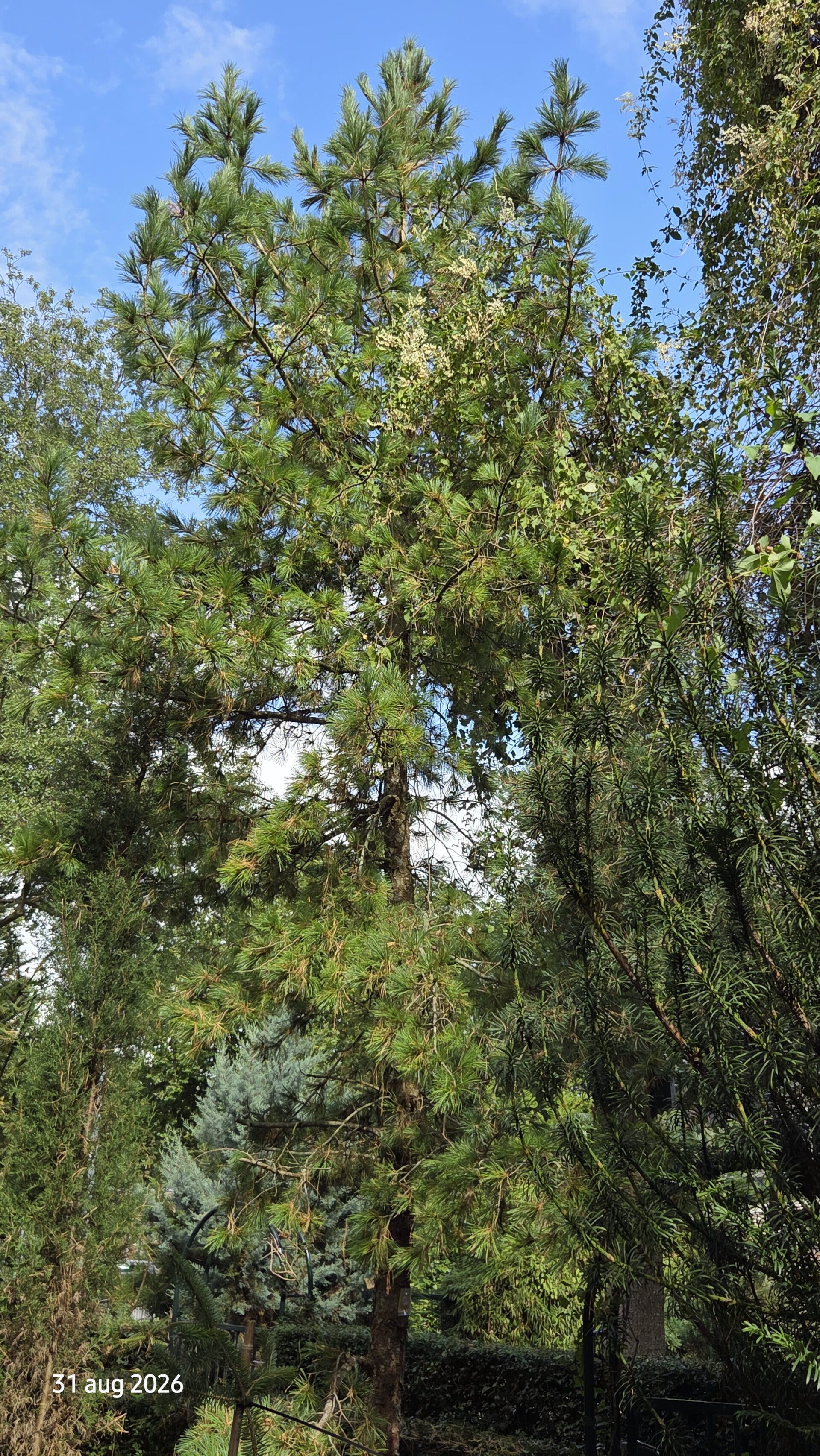 Pinus cembra – alpenden