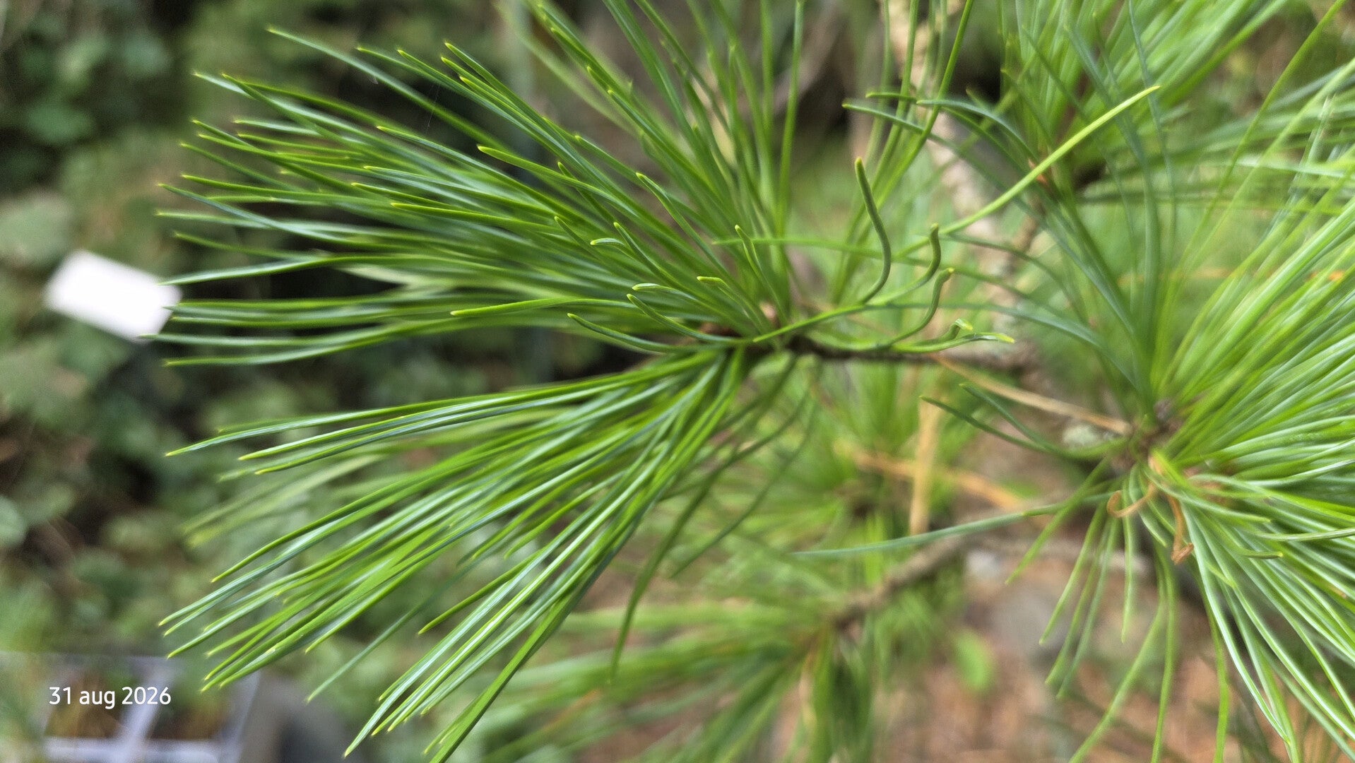 Pinus cembra – alpenden