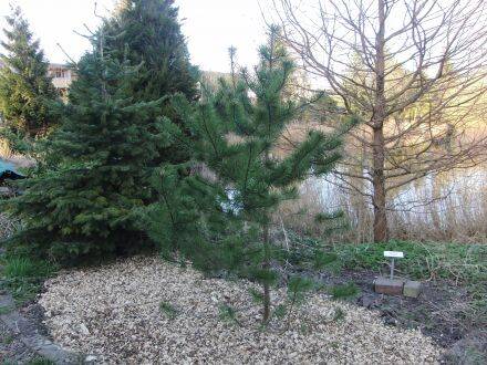 Pinus contorta var. latifolia – lodgepole-den