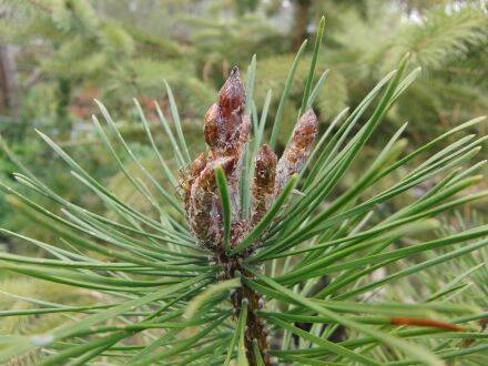 Pinus contorta var. latifolia – lodgepole-den