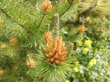 Pinus contorta var. latifolia – lodgepole-den