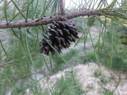 Pinus contorta var. latifolia – lodgepole-den