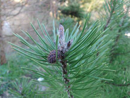 Pinus contorta var. latifolia – lodgepole-den