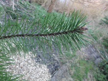 Pinus contorta var. latifolia – lodgepole-den