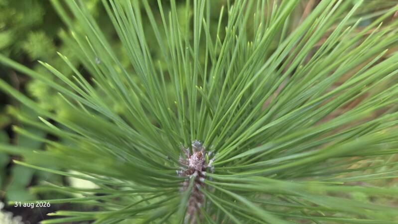 Pinus densiflora – Japanse rode den