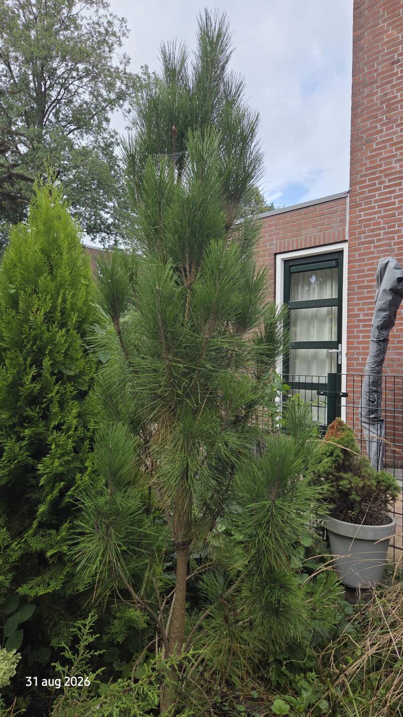 Pinus densiflora – Japanse rode den