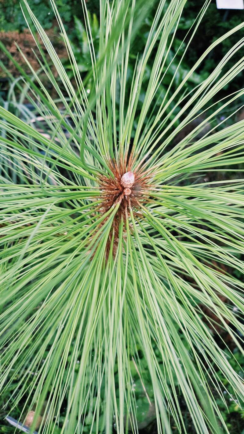 Pinus engelmannii- Engelmann-den