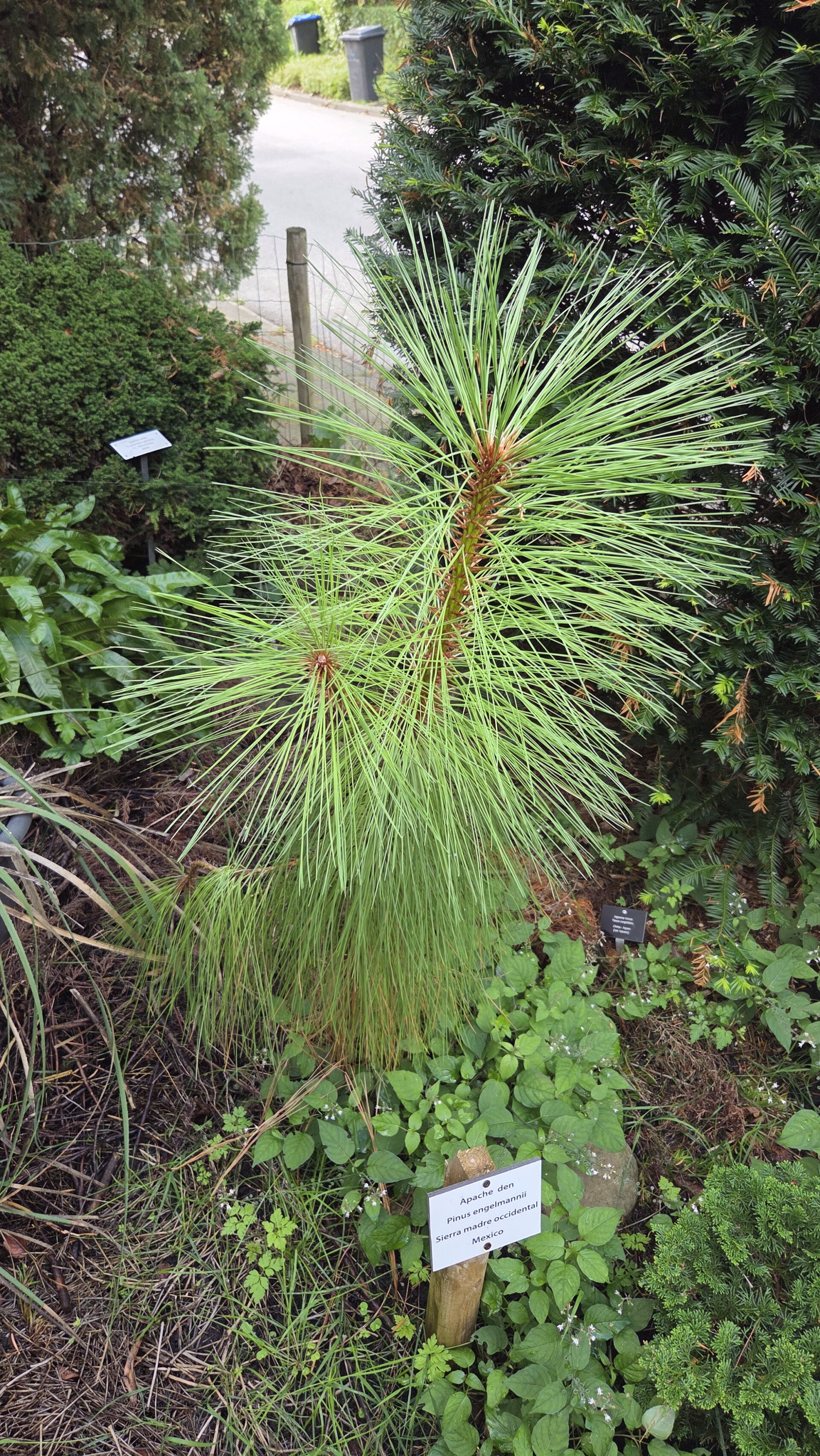 Pinus engelmannii- Engelmann-den