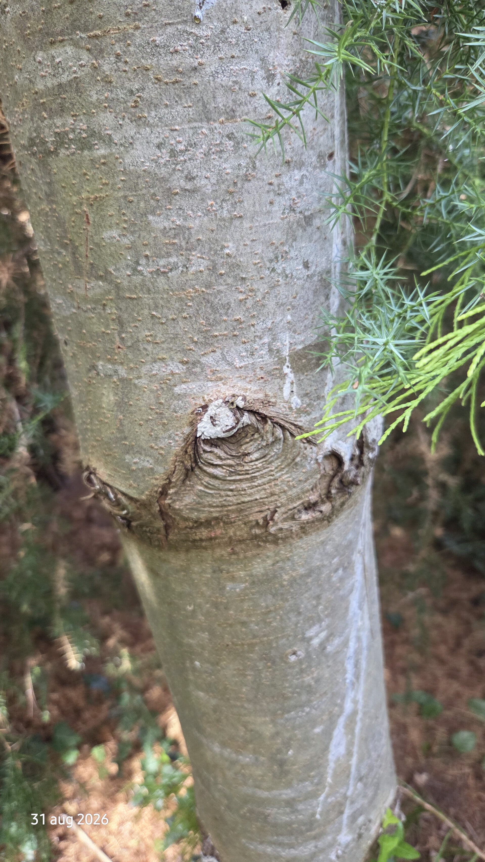 Pinus flexilis - witte den / buigzame den