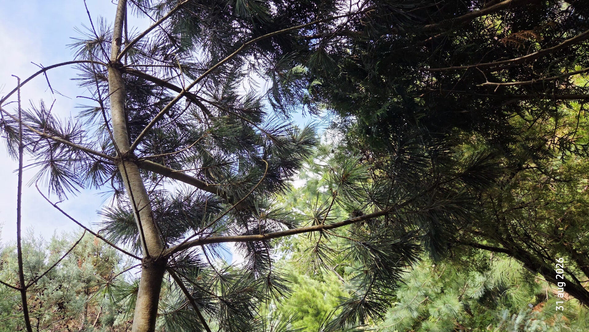 Pinus flexilis - witte den / buigzame den