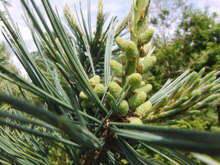 Pinus flexilis 'Firnament' – buigzame den