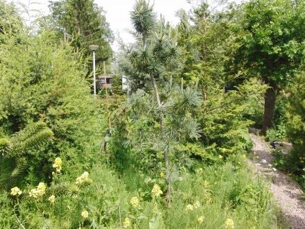 Pinus flexilis 'Firnament' – buigzame den