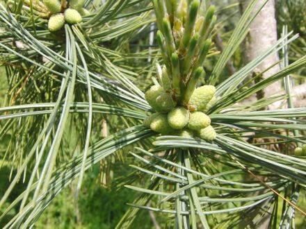 Pinus flexilis 'Firnament' – buigzame den