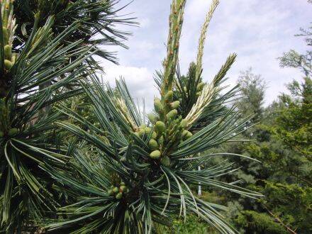 Pinus flexilis 'Firnament' – buigzame den