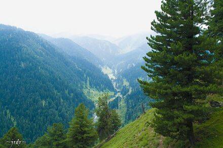 Pinus gerardiana – Chilgozaden