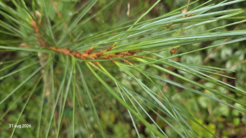 Pinus gerardiana – Chilgozaden