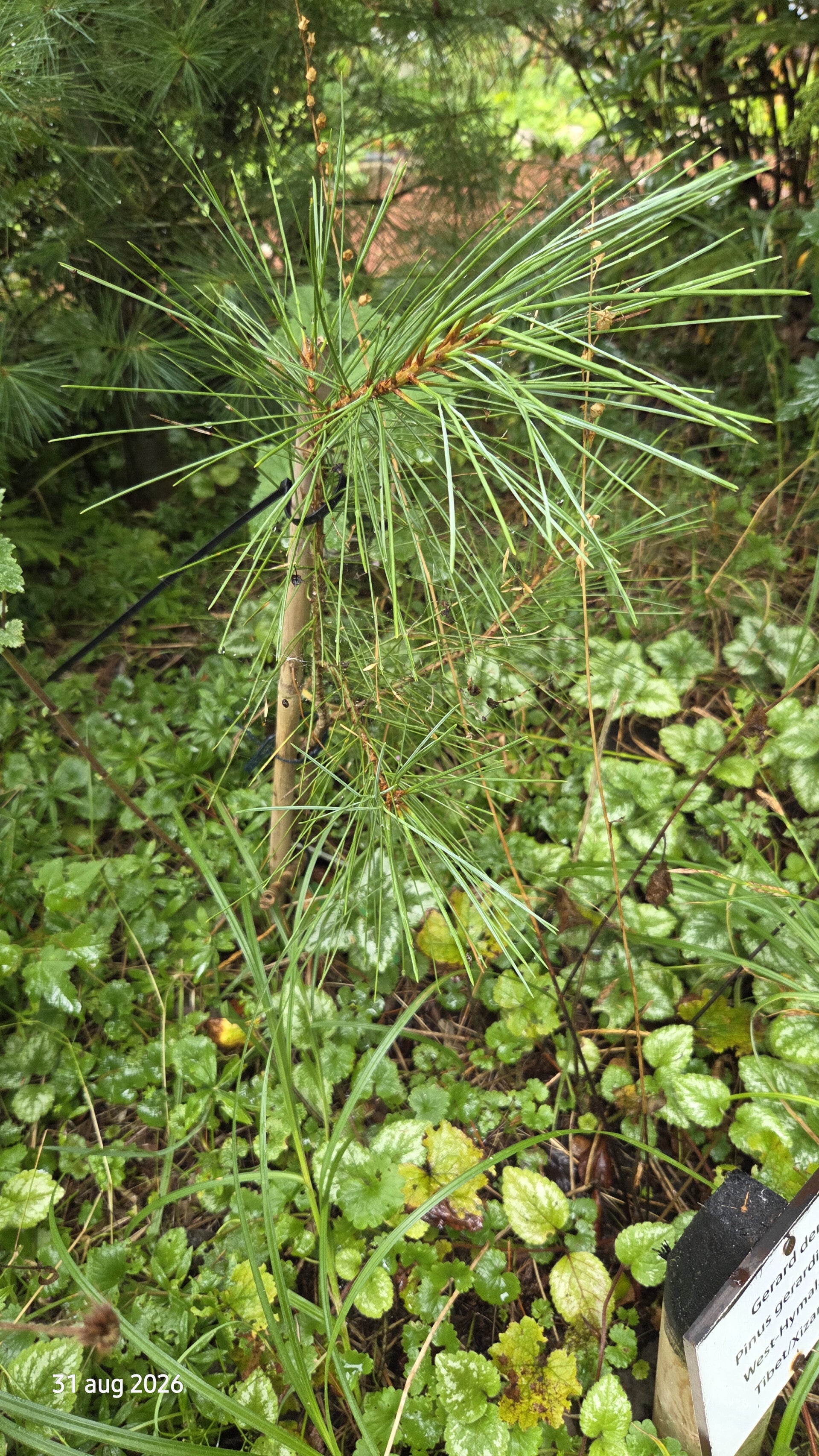 Pinus gerardiana – Chilgozaden