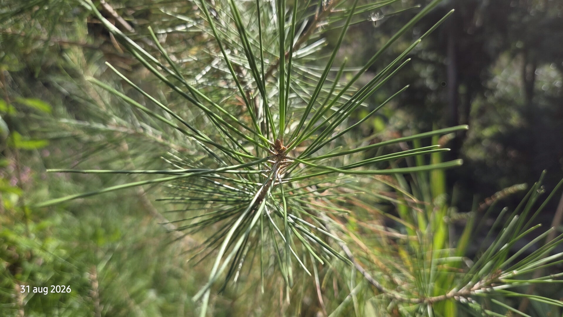 Pinus halepensis – Aleppoden