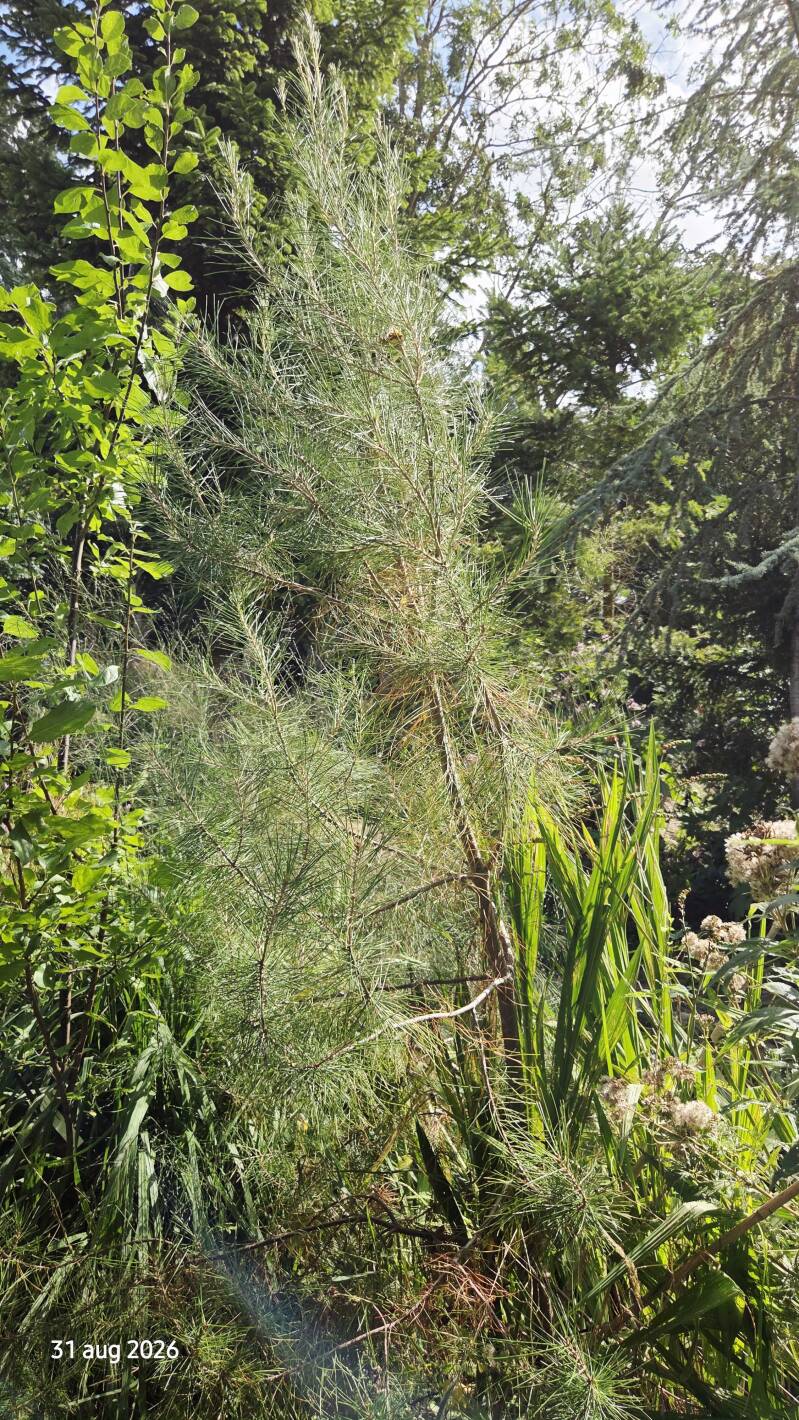 Pinus halepensis – Aleppoden