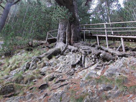 Pinus heldreichii – Bosnische den
