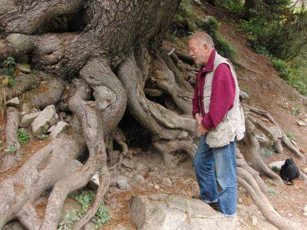 Pinus heldreichii – Bosnische den - Wil Leber