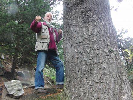 Pinus heldreichii – Bosnische den - Wil Leber
