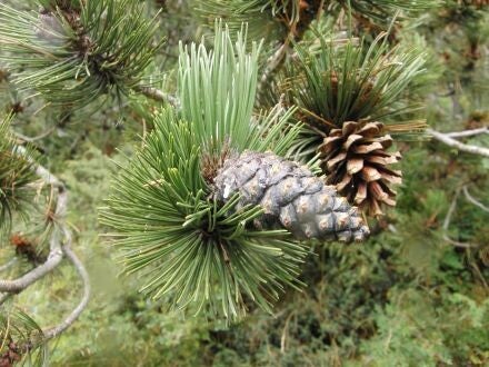 Pinus heldreichii – Bosnische den