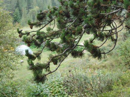 Pinus heldreichii – Bosnische den