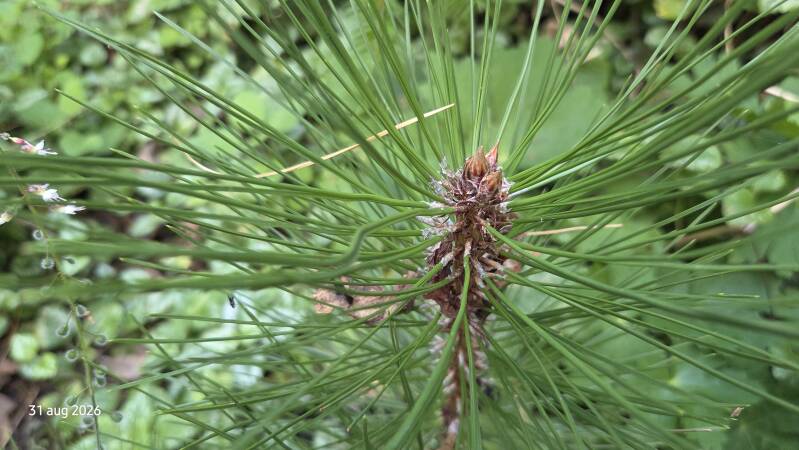 Pinus heldreichii – Bosnische den