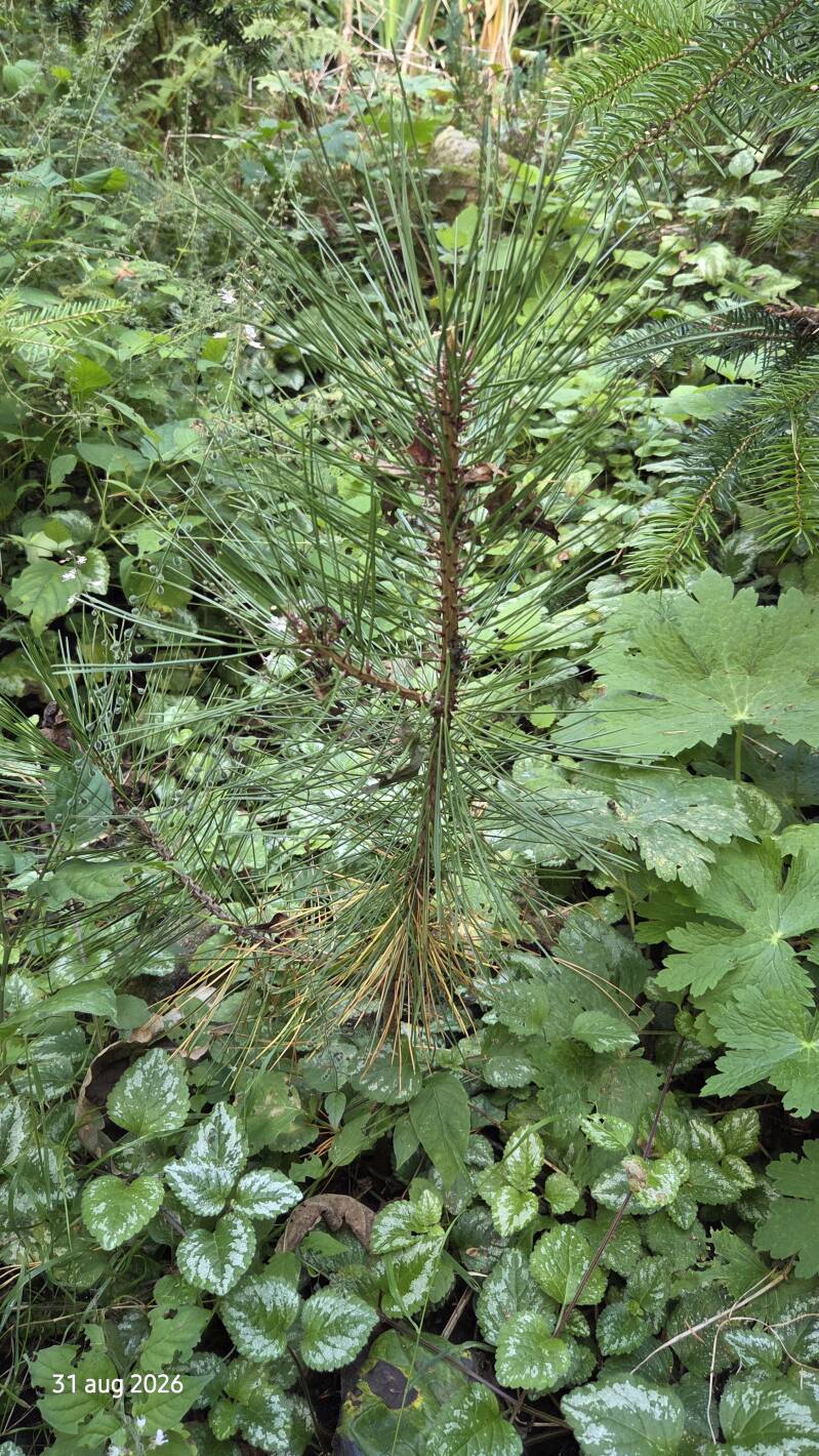 Pinus heldreichii – Bosnische den