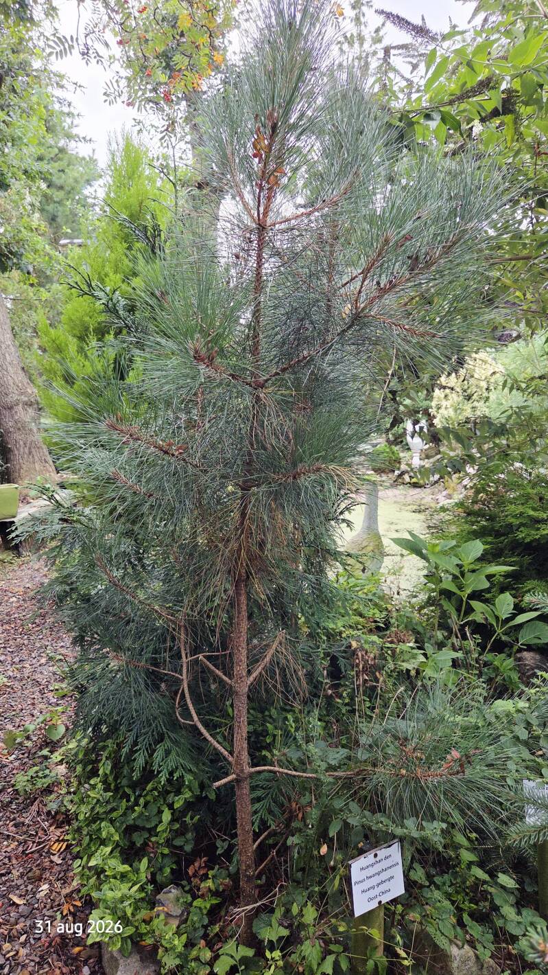 Pinus hwangshanensis – Huangshan-den