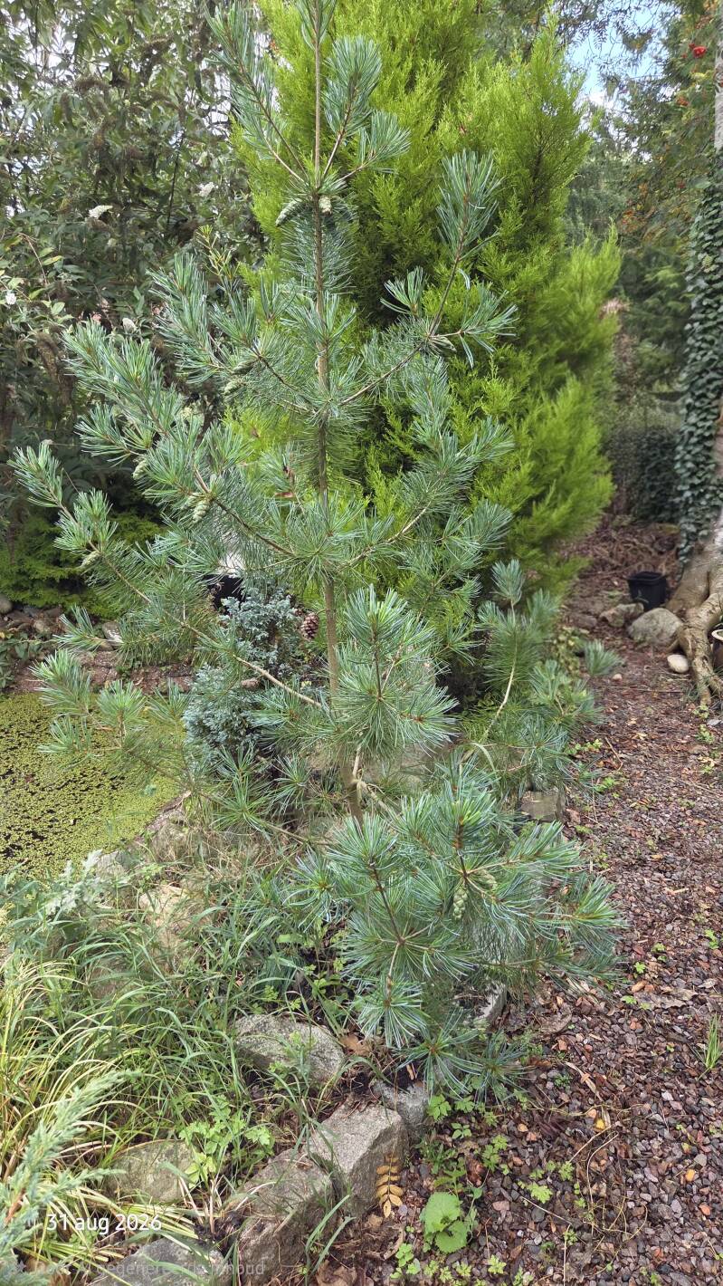 Pinus fenzeliana / kwangtungensis