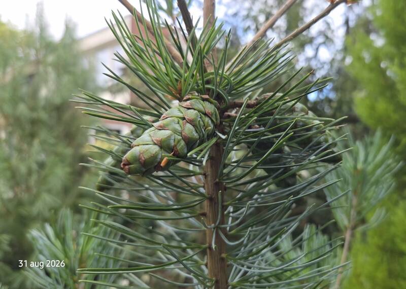 Pinus fenzeliana / kwangtungensis