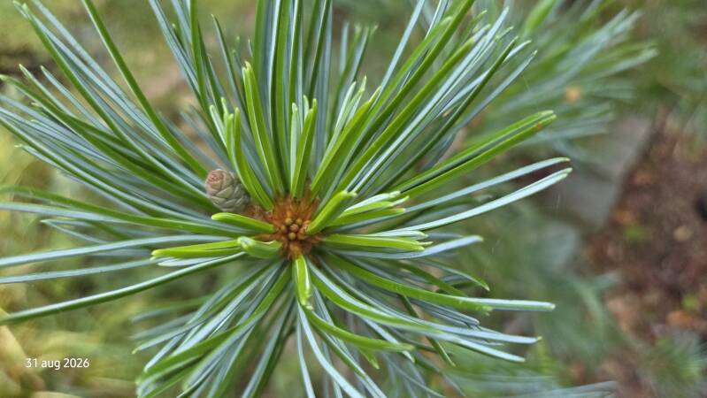 Pinus fenzeliana / kwangtungensis