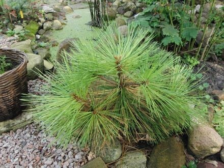 Pinus jeffreyi – Jeffreys den