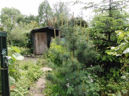 Pinus koraiensis 'Silveray'