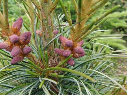Pinus koraiensis 'Silveray'