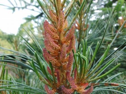 Pinus koraiensis 'Silveray'