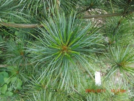Pinus koraiensis 'Silveray'