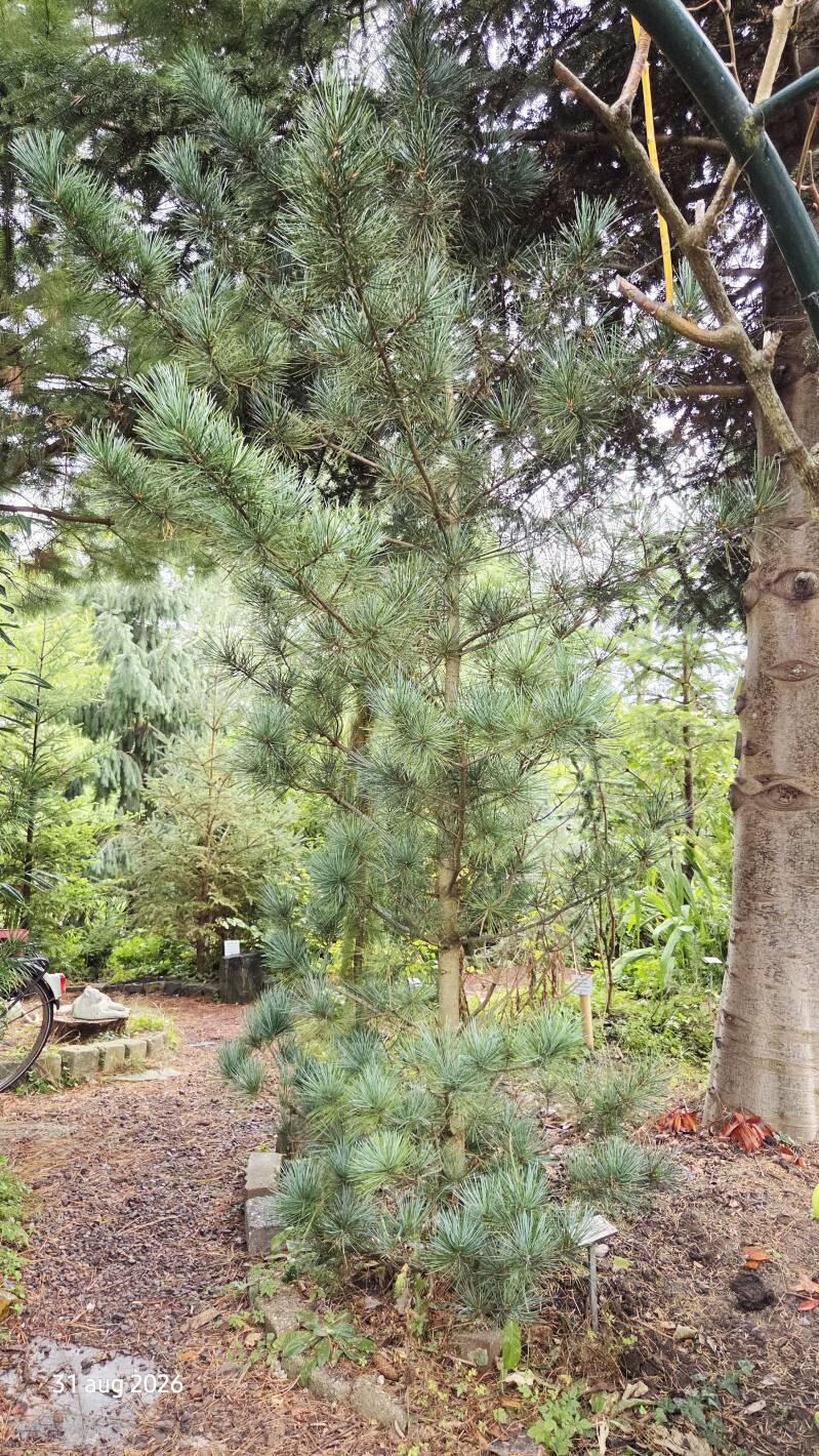 Pinus koraiensis 'Silveray'