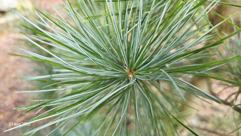 Pinus koraiensis 'Silveray'