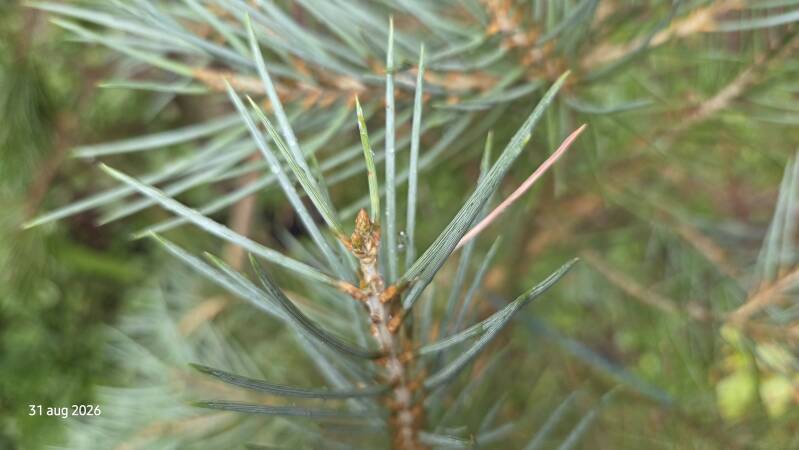 Pinus monophylla – enkelbladige den