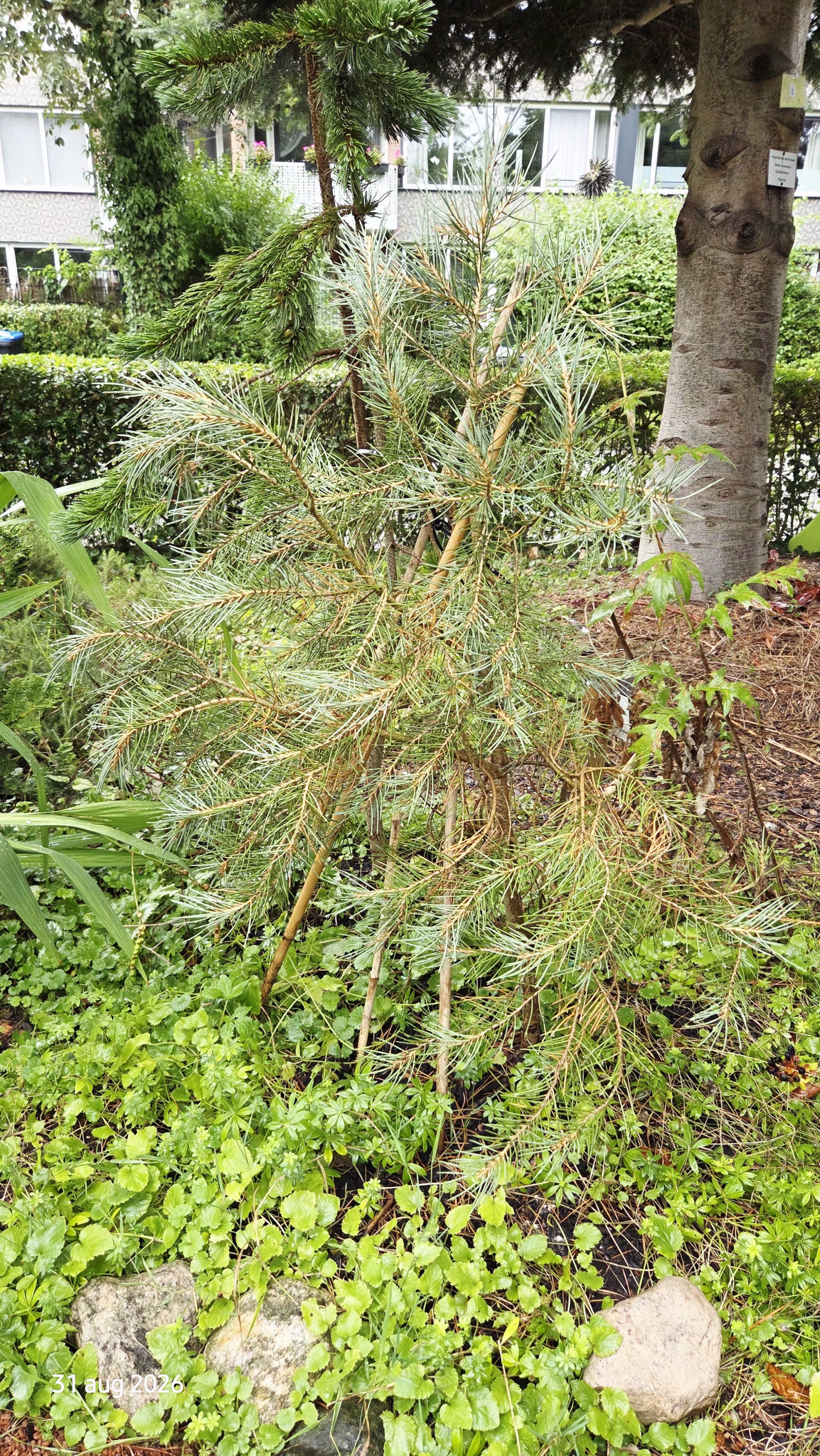 Pinus monophylla – enkelbladige den