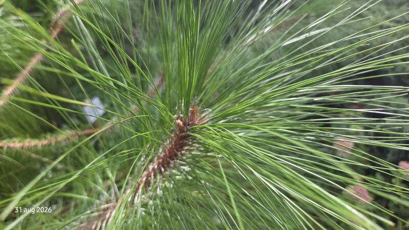Pinus montezumae - montezuma-den