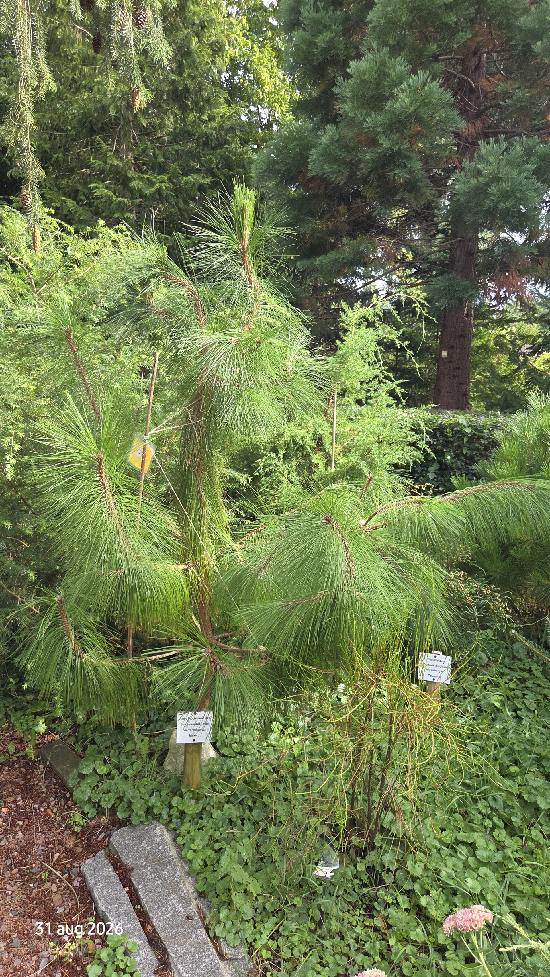 Pinus montezumae - montezuma-den
