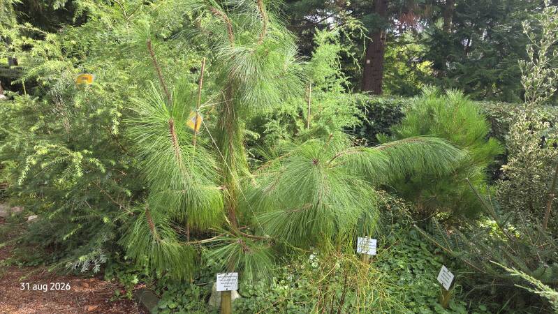 Pinus montezumae - montezuma-den