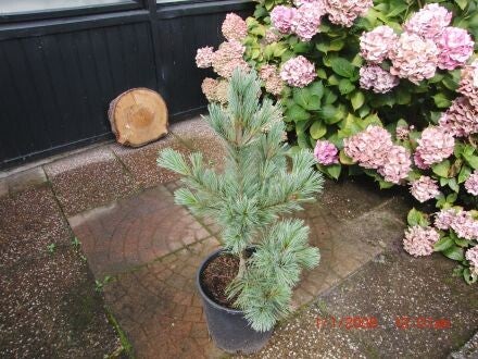 Pinus monticola – Amerikaanse witte den 