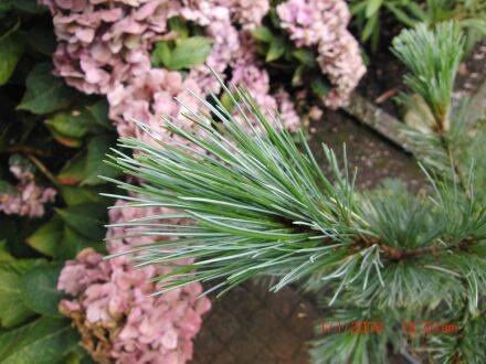 Pinus monticola – Amerikaanse witte den 